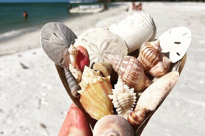 Marco Island Wildlife Sightseeing and Shelling Tour - The Sum Up: Who Will Love This Tour?