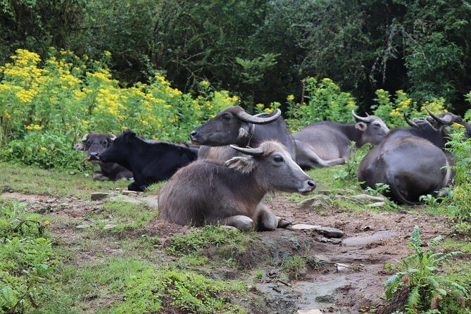 Mardi Himal Base Camp Trek (5 Days) - FAQ