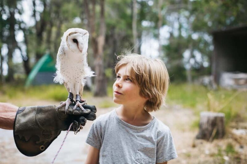 Margaret River: Birds of Prey Encounter and Forest Walk - Key Points