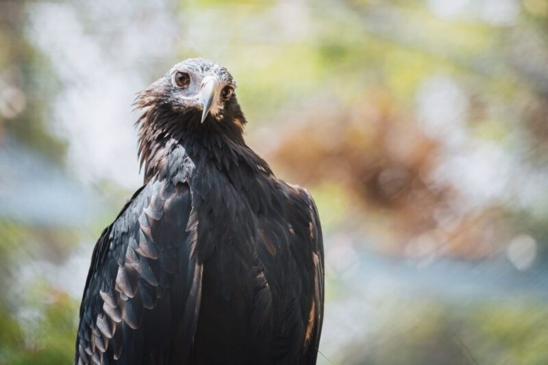 Margaret River: Birds of Prey Encounter and Forest Walk - FAQ