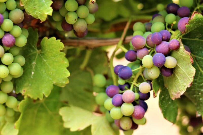 Margaret River: Customizable Guided Private Wine Tour - The Experience of the Guide