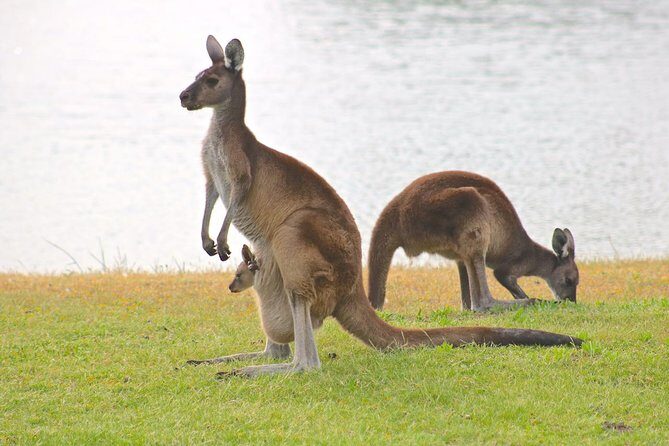 Margaret River Wine and Sights Discovery Tour from Busselton or Dunsborough - Who Should Consider This Tour?
