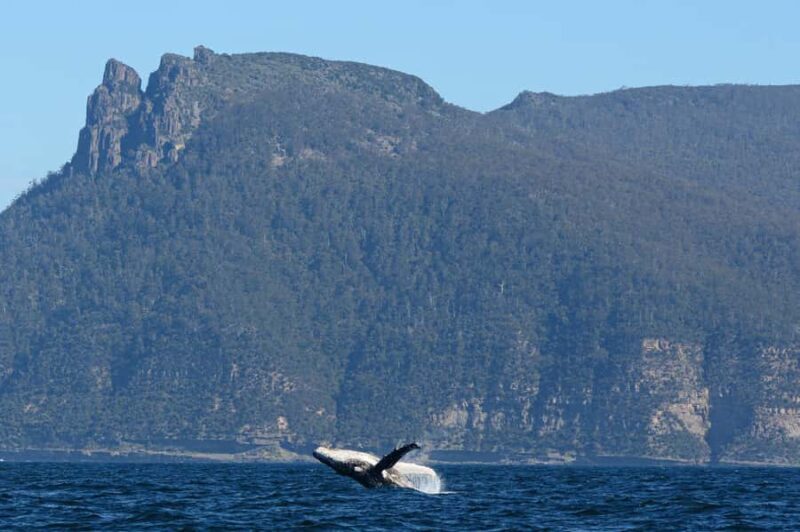 Maria Island 3 hours and 30 mins Scenic Cruise - Who Should Consider This Tour?