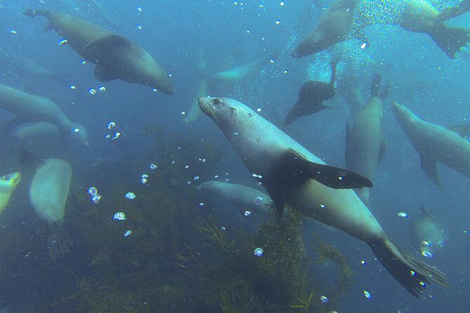 Maria Island Cruise and Guided Walk Day Tour with Lunch and Drinks - FAQ