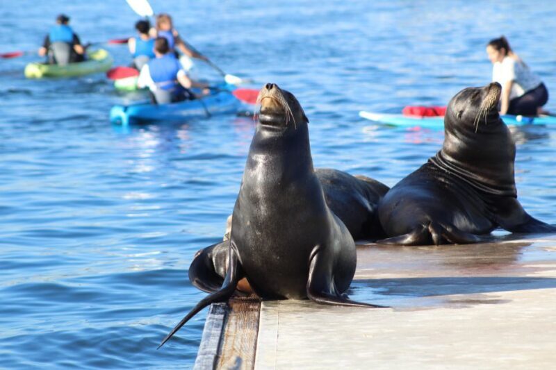 Marina Del Rey: Kayak and Paddleboard Tour with Sea Lions - FAQ: Your Practical Questions Answered
