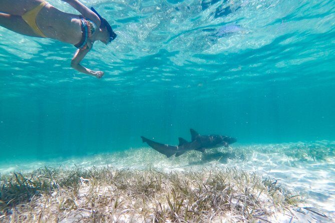 Marinarium Snorkeling Cruise from Punta Cana - Introduction: What Travelers Can Expect