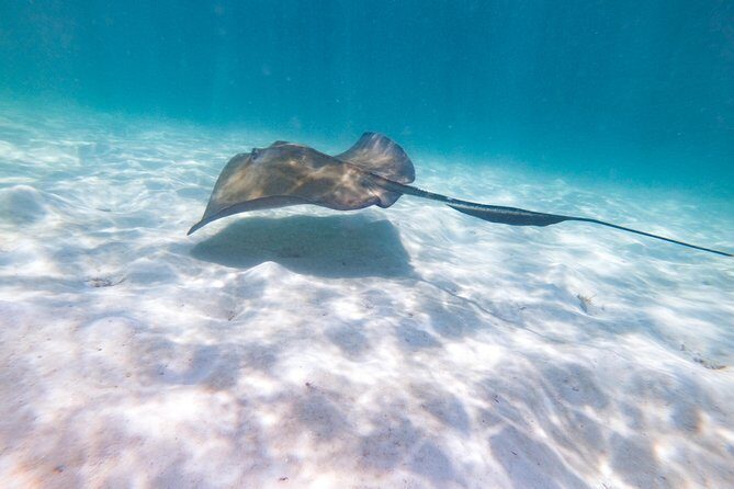 Marinarium Snorkeling Cruise from Punta Cana - Practical Details and Tips for Travelers