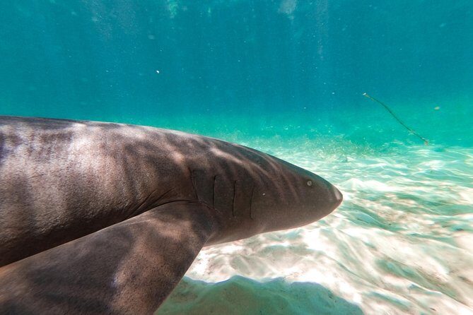 Marinarium Snorkeling Cruise from Punta Cana - Final Thoughts