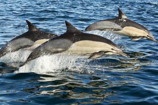 Marine Big 5 Full Day Guided Return Transfer Cape Town - Gansbaai - Key Points
