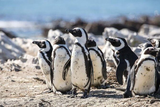 Marine Big 5 Full Day Guided Return Transfer Cape Town - Gansbaai - The Value & What You’re Paying For