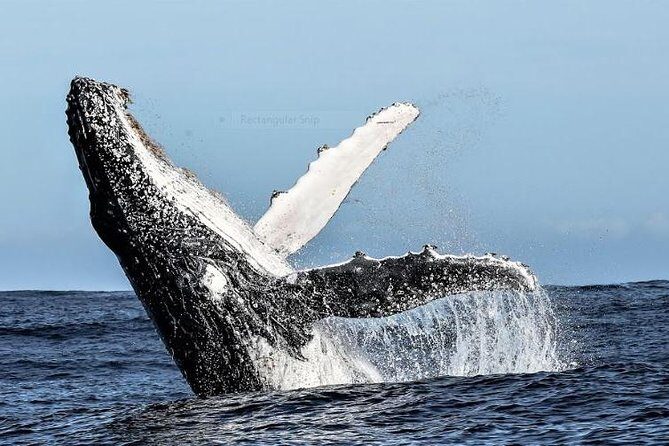Marine Big 5 Full Day Guided Return Transfer Cape Town - Gansbaai - Who Is This Tour Best For?
