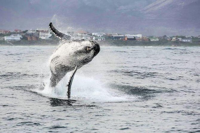 Marine Big 5 Full Day Guided Return Transfer Cape Town - Gansbaai - FAQ