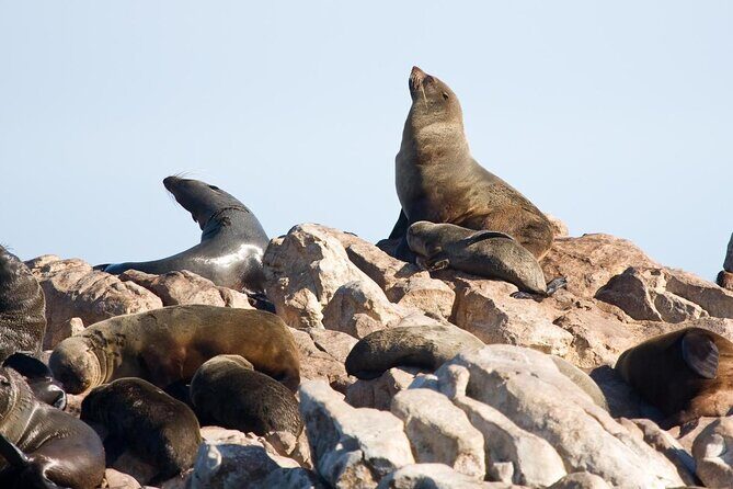 Marine Big 5 Safari full day trip from Cape Town - Key Points