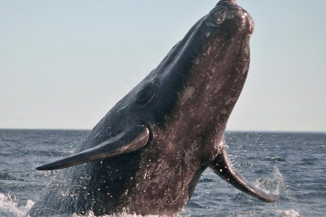Marine Big 5 Safari full day trip from Cape Town - The Itinerary: What You Can Expect