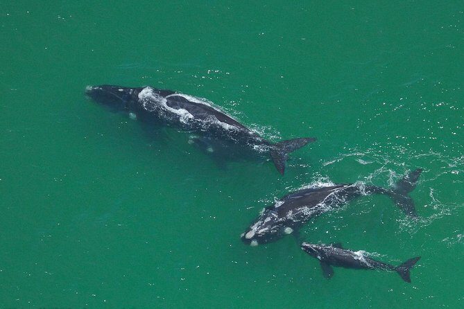Marine Big 5 Safari full day trip from Cape Town - FAQ