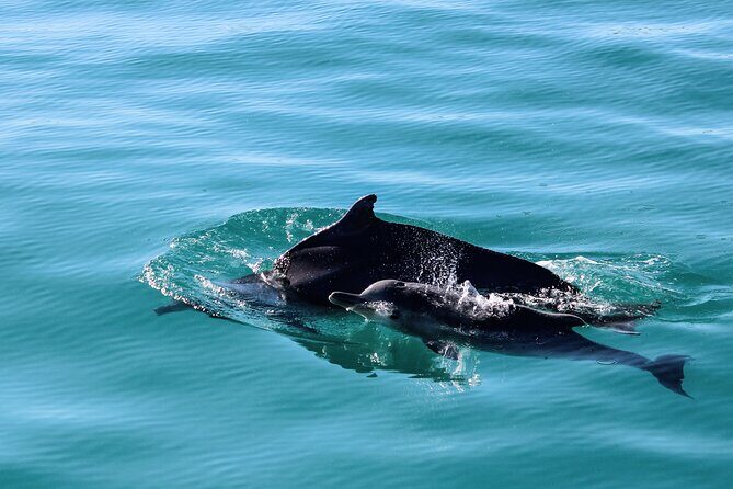 Marine Big 5 Safari with transport from Cape Town - The Sum Up: Who Will Love This Marine Big 5 Safari?