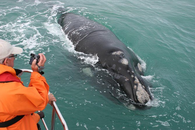 Marine Big 5 Safari with transport from Hermanus - Marine Big 5 Safari with Transport from Hermanus: A Detailed Look
