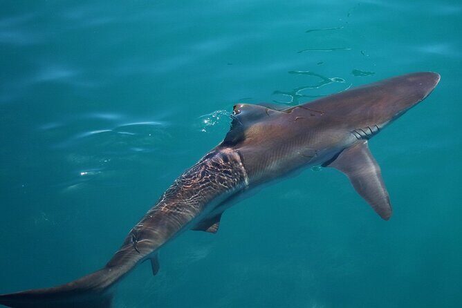 Marine Big 5 Safari with transport from Hermanus - Authentic Experiences and Critical Points