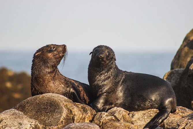 Marine Big 5 Safari with transport from Hermanus - The Sum Up: Is It Worth It?
