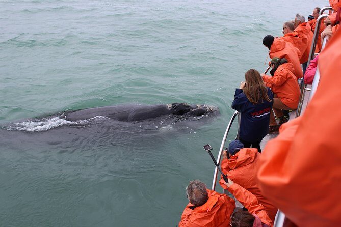 Marine Big 5 Safari with transport from Hermanus - FAQs