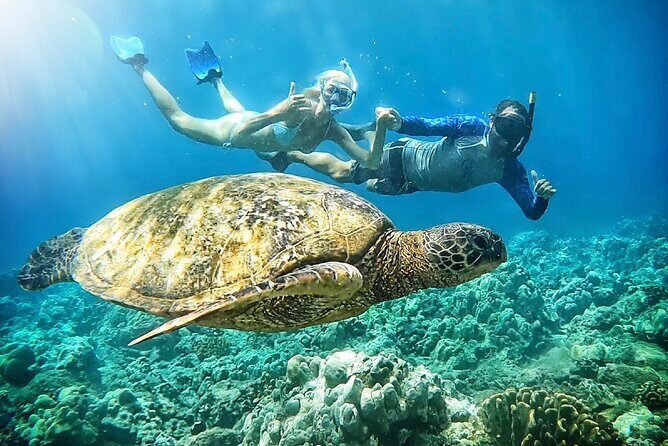 Marine Biologist Guided Snorkel Tour from Shore at Turtle Town - Exploring the Marine Biologist Guided Snorkel Tour from Shore at Turtle Town