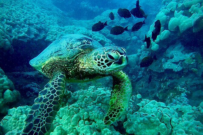 Marine Biologist Guided Snorkel Tour from Shore at Turtle Town - The Experience: What Travelers Love