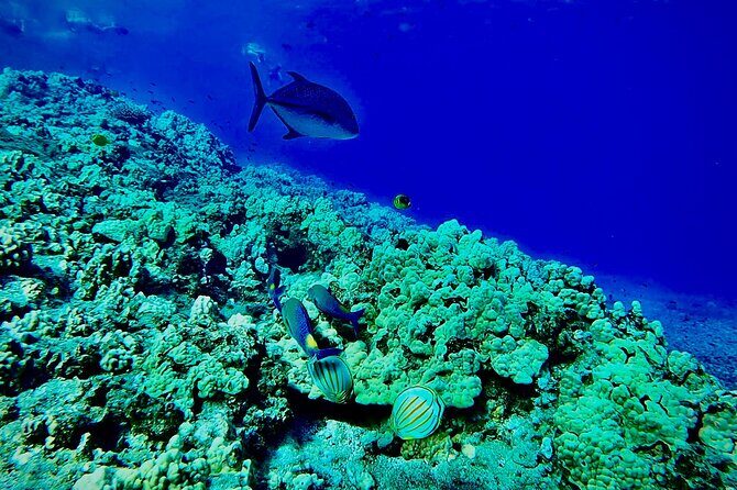 Marine Biologist Guided Snorkel Tour from Shore at Turtle Town - Analyzing the Value
