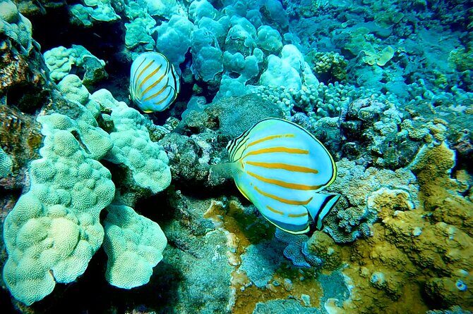 Marine Biologist Guided Snorkel Tour from Shore at Turtle Town - Who Will Enjoy This Tour Most?
