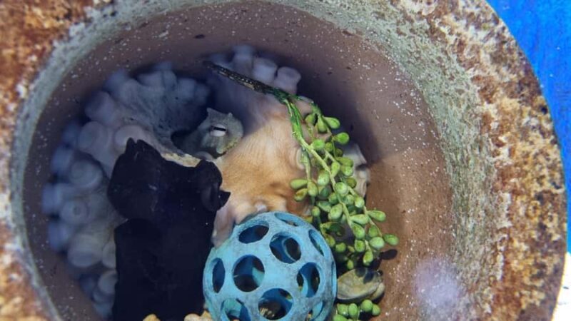 Marine Discovery Centre - FAQ