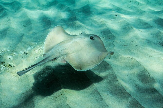 Marine Discovery + Snorkeling Cruise - Port Stephens - Authentic Insights from Reviews