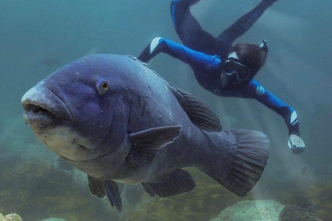 Marine Discovery + Snorkeling Cruise - Port Stephens - Frequently Asked Questions