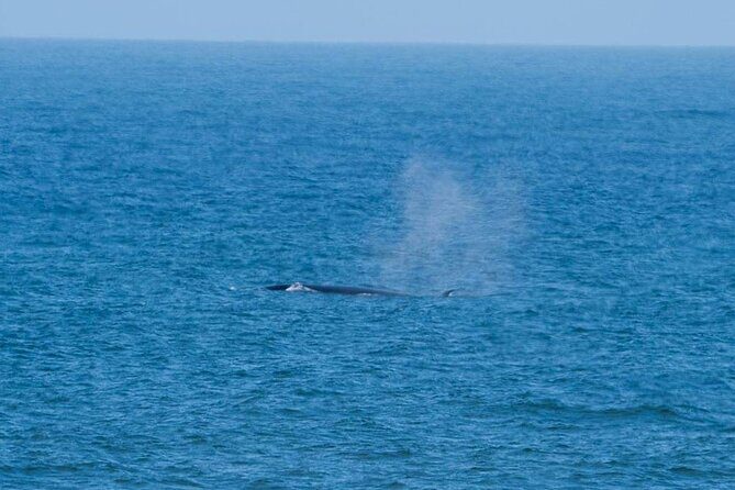 Marine Dune Day: Catamaran Cruise and Sandwich Harbor Dune Drive - Authentic Experiences and What Travelers Say