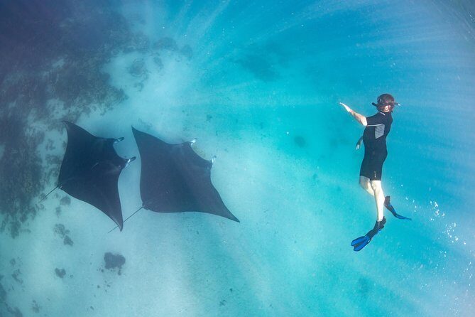 Marine Eco Safari - Swim with Manta Rays - A Closer Look at What to Expect