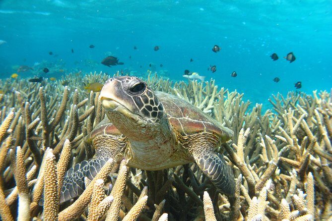Marine Eco Safari - Swim with Manta Rays - The Cost and Overall Value