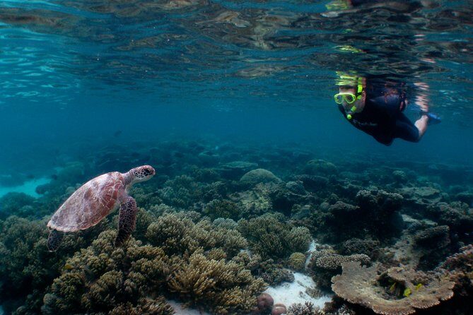 Marine Eco Safari - Swim with Manta Rays - Who Will Love This Tour?