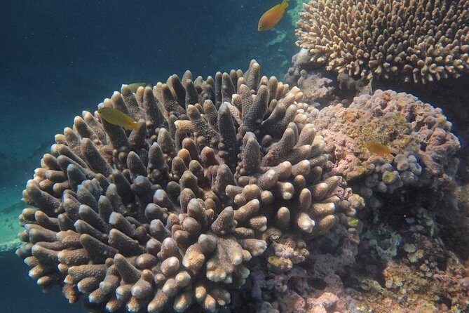 Marine Eco Safari - Swim with Manta Rays - Frequently Asked Questions