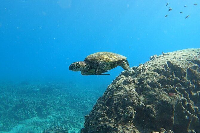 Marine Ecology Snorkel from Electric Beach Oahu with Photos - A Closer Look at What to Expect