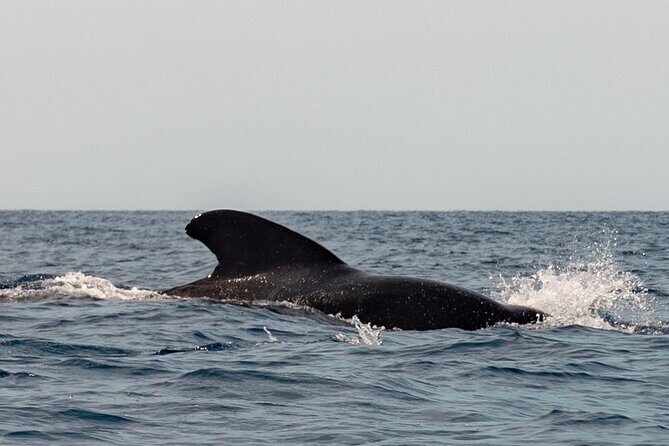 Marine Safari in La Ventana - Final Thoughts