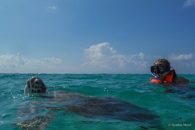 Marine Turtle Snorkeling Private Tour - A Complete Look at the Marine Turtle Snorkeling Private Tour