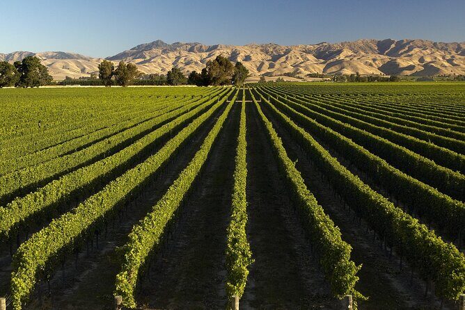 Marlborough Afternoon Wine Tour with Tastings - Final Thoughts: Why Choose This Tour?