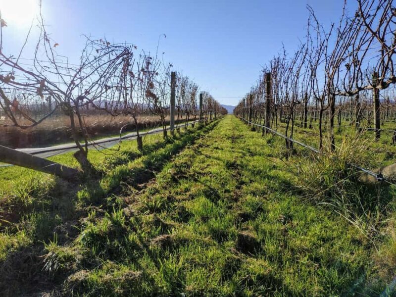 Marlborough: Blenheim Wine Tour; Afternoon of Wine only - Key Points