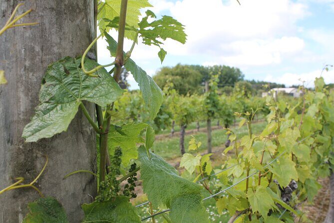 Marlborough Classic Wine Tasting Tour. - Who Is This Tour Best For?