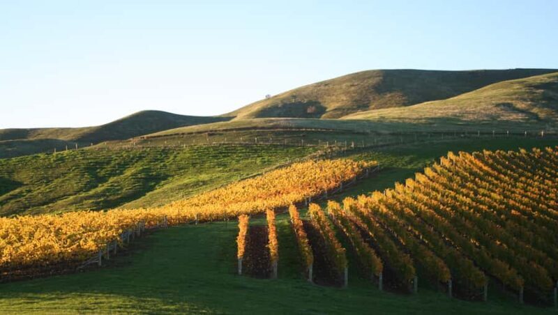 Marlborough: Full-Day Wine and Seafood Tour with Cruise - An Overview of the Tour Experience
