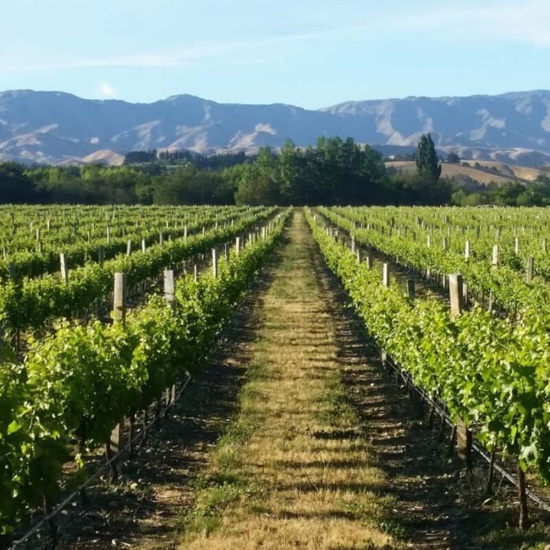 Marlborough Full Day Wine Tour - Key Points