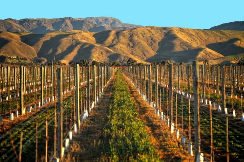 Marlborough Half Day Wine Tour From Blenheim 1.30pm - Final Thoughts: Who Should Sign Up?