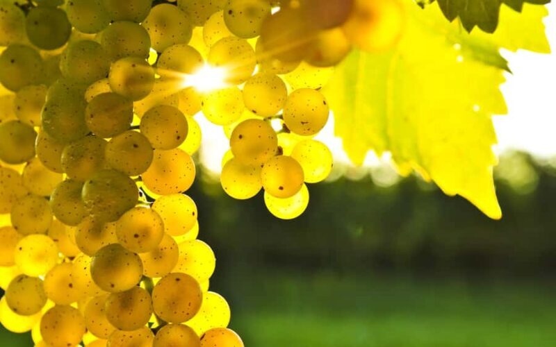Marlborough Half-Day Wine Tour from Blenheim - Who Should Consider This Tour?
