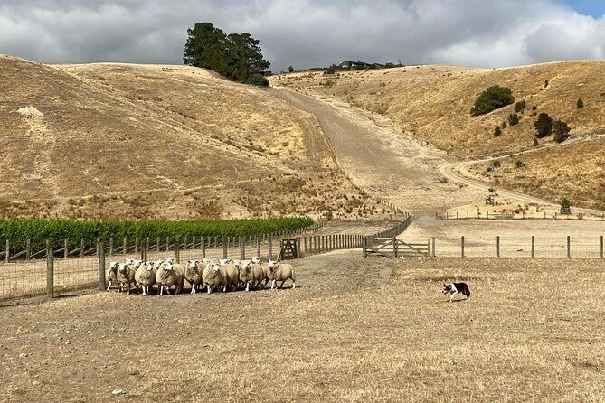 Marlborough Sheep Station Tour with Wine Tasting and Lunch - Key Points