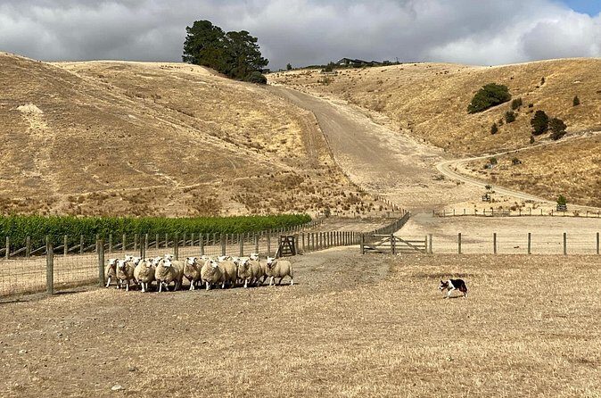 Marlborough Sheep Station Tour with Wine Tasting and Lunch - The Sum Up: Authentic, Delicious, and Educational