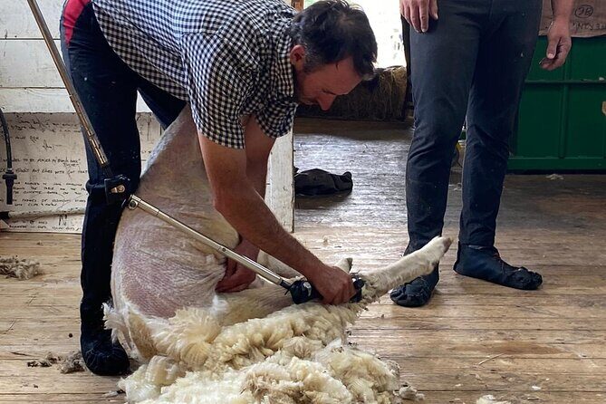 Marlborough Sheep Station Tour with Wine Tasting and Lunch - FAQ