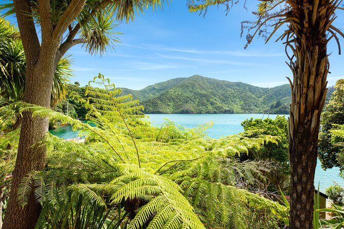 Marlborough Sounds Day Visit to Lochmara - Practical Tips for Your Day Trip